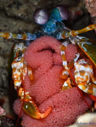 Peacock manti shrimp carrying a clutch of eggs by Julian Hsu 